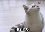 九游娱乐官网入口-包含夺冠热门遇强敌，成功之路岌岌可危的词条