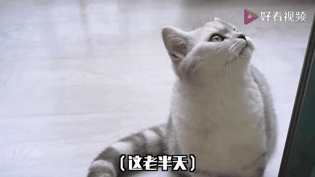 包含夺冠热门遇强敌，成功之路岌岌可危的词条